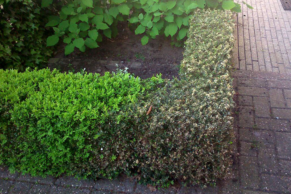 buxushaag aan 1 zijde nog groen en aan andere zijde volledig kaalgevreten door Buxusrups