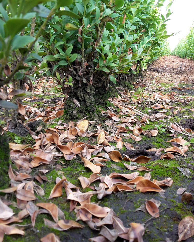 Dorre blaadjes op de grond onder Buxus veroorzaakt door Buxusschimmel