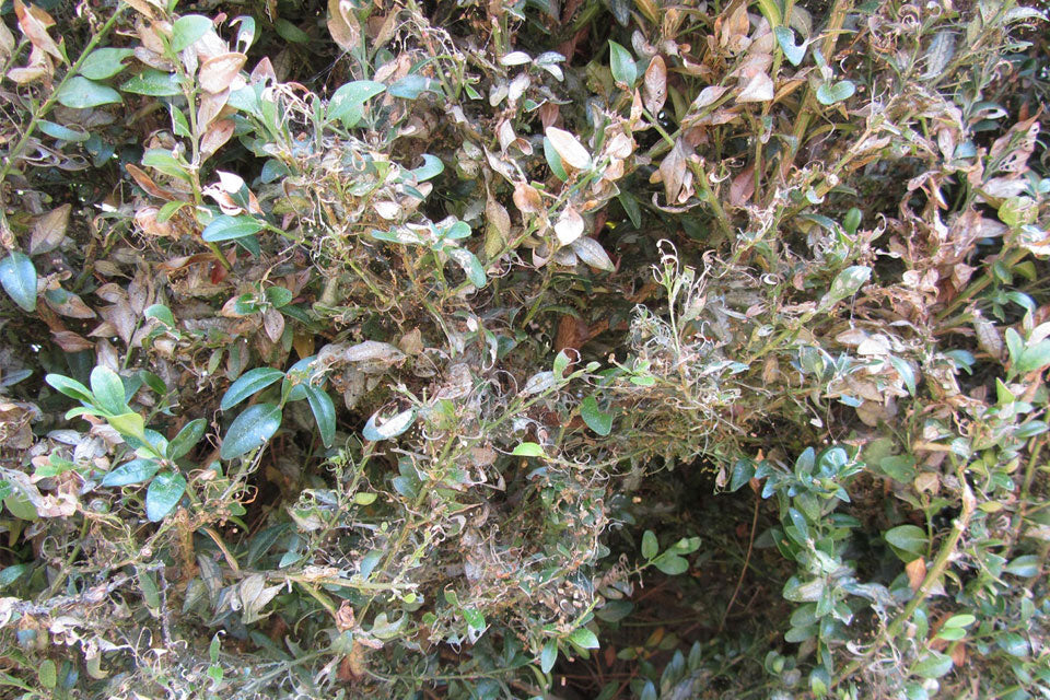 schadebeeld na aantasting Buxusrups - aangevreten Buxus met spinsels en rupsenuitwerpselen